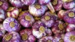 L’azione antibiotica dell’aglio