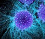 Le cellule staminali e le malattie degenerative: i nuovi campi della medicina rigenerativa