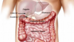 Sindrome dell’intestino irritabile: fisiopatologia, fattori scatenanti e approcci terapeutici basati sulle evidenze